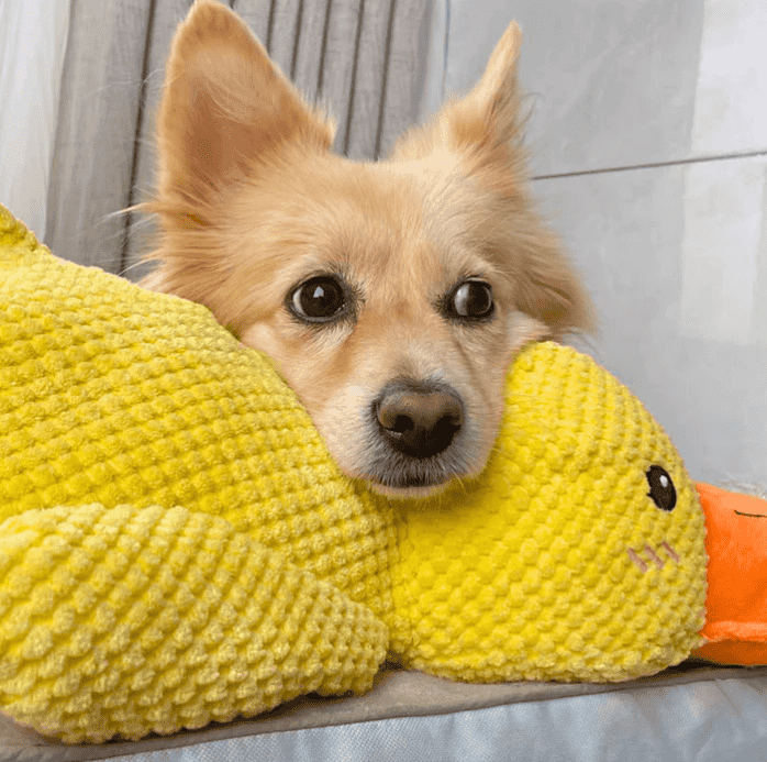 The Calming Duck Toy