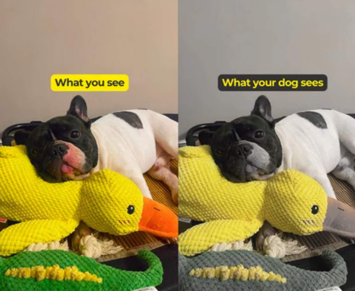 The Calming Duck Toy