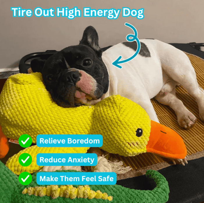 The Calming Duck Toy